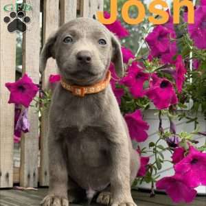 Josh, Silver Labrador Retriever Puppy